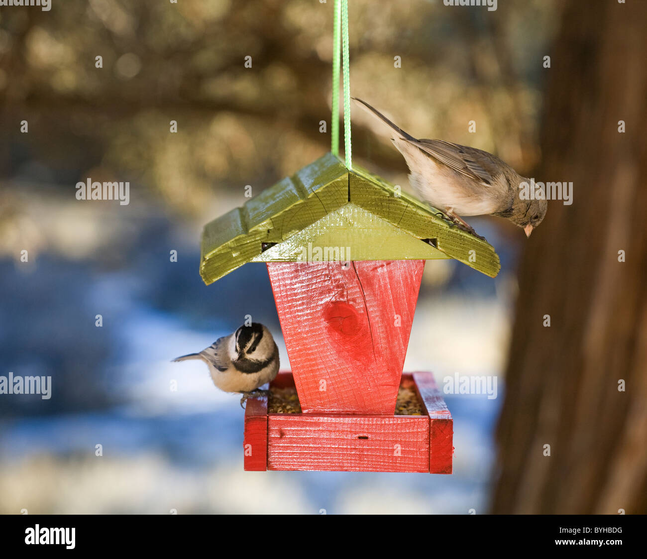 Ein Berg Chickadee und ein weiblicher Haus Fink aus ein Futterhäuschen für Vögel füttern Stockfoto