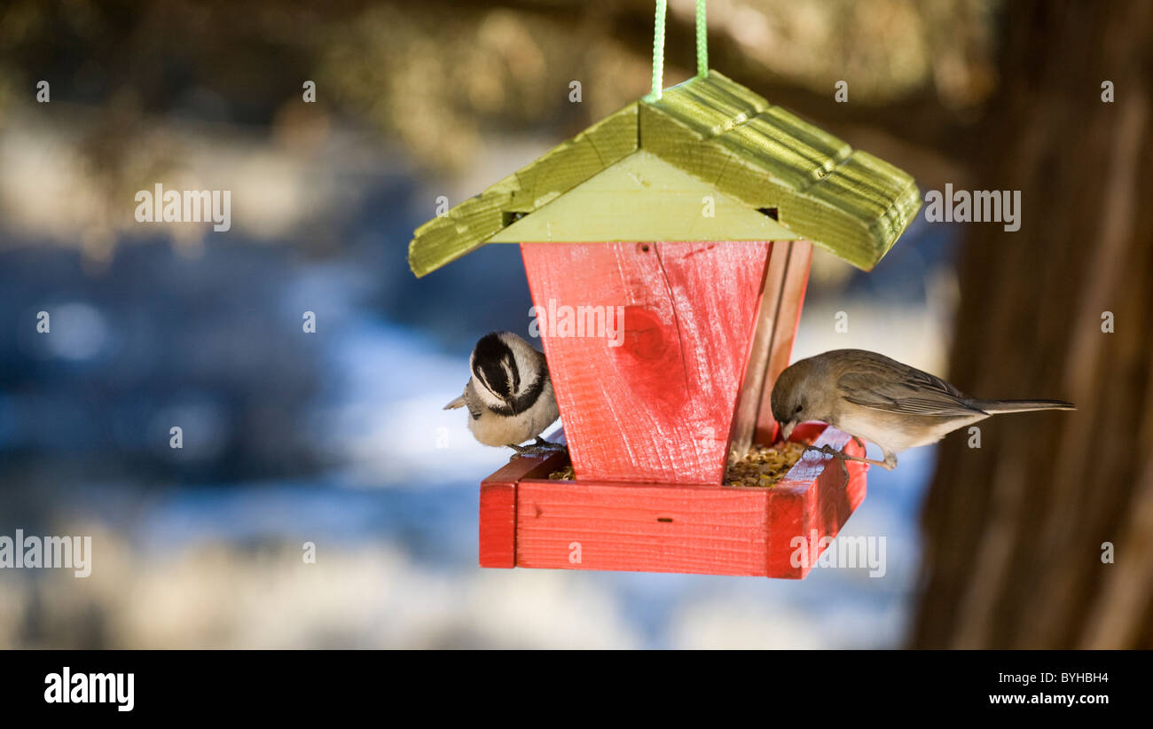 Ein Berg Chickadee und ein weiblicher Haus Fink aus ein Futterhäuschen für Vögel füttern Stockfoto