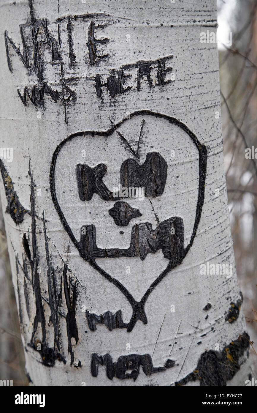 Ein Herz von Liebhaber auf ein Espenbaum geschnitzt Stockfoto