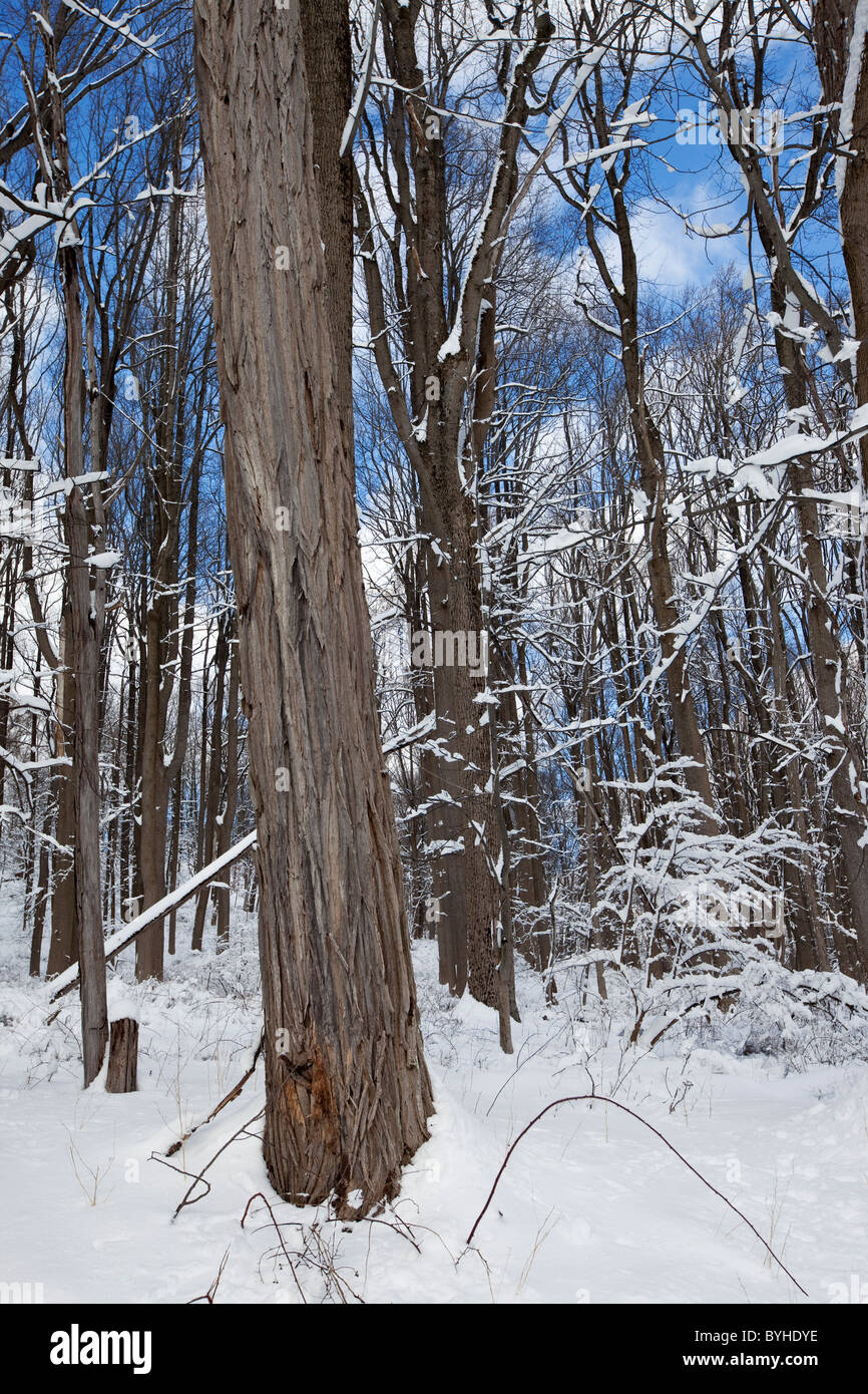 Verschneite Wälder, hohlen Jockey National Historical Park in Morristown, New Jersey Stockfoto