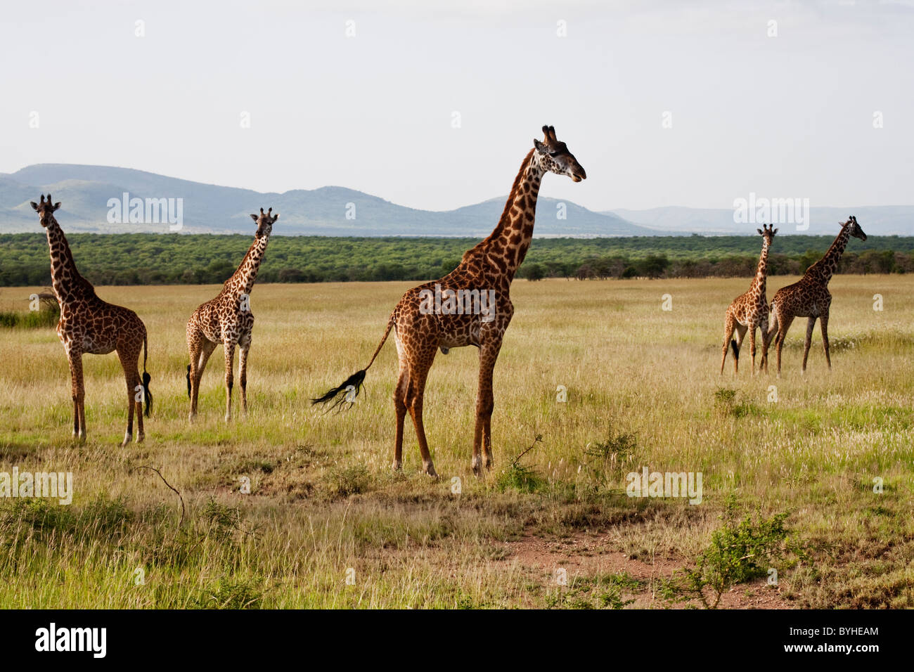Giraffen grasen im Serengeti Nationalpark, Tansania, Afrika Stockfoto