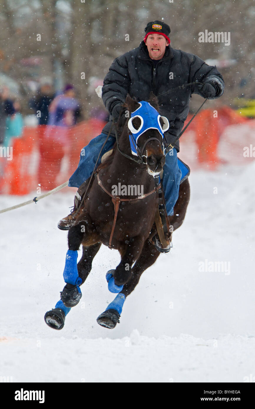 Skijöring Pferd und Reiter laufen im Schnee während eines Ski joring Rennen in New Hampshire, New England, USA. Stockfoto