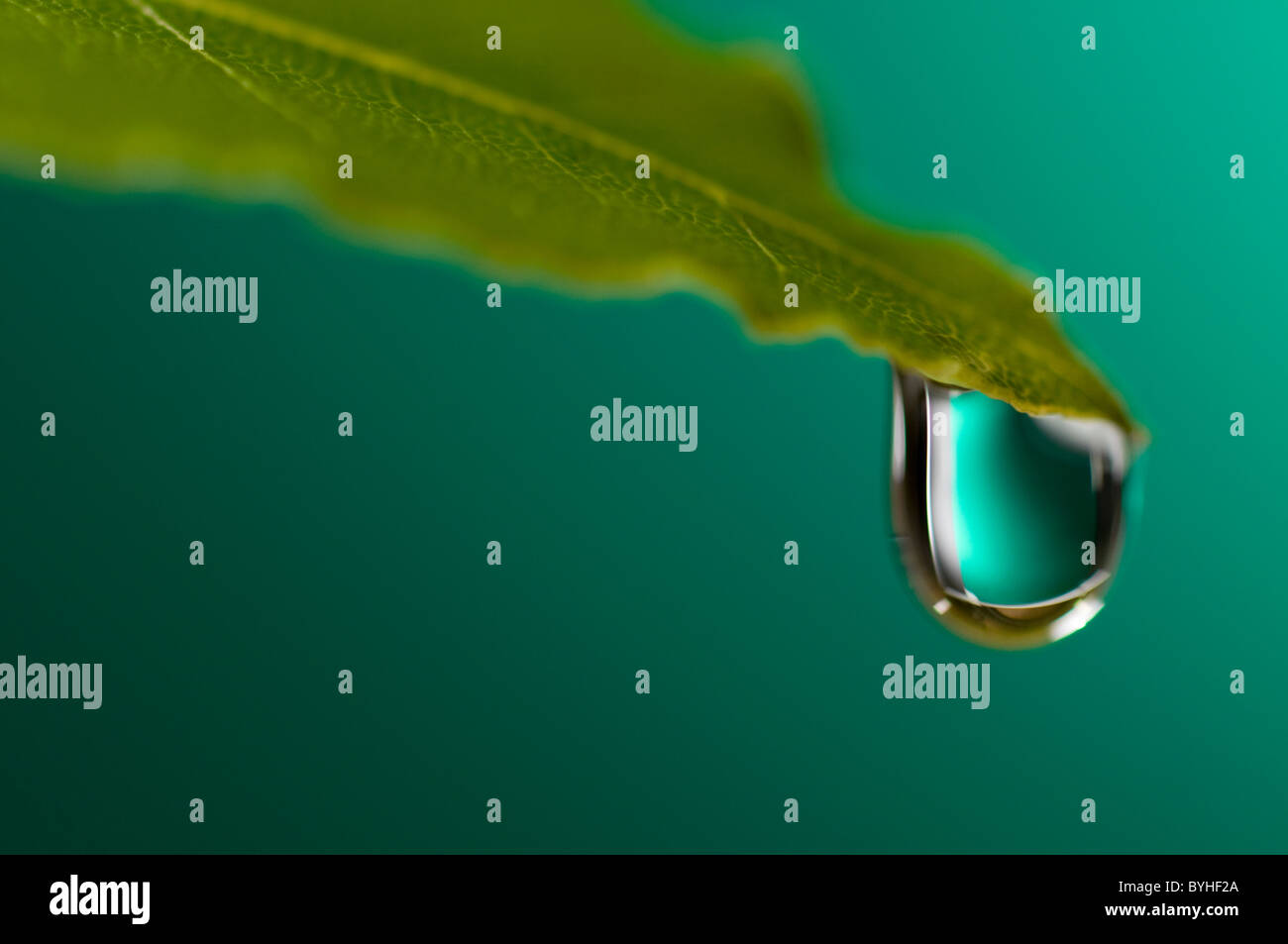 Wassertropfen auf Blatt auf grünem Hintergrund Stockfoto
