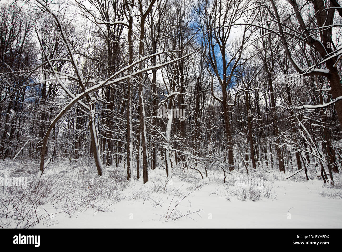 Verschneite Wälder, hohlen Jockey National Historical Park in Morristown, New Jersey Stockfoto