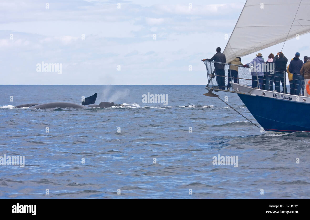 Nordatlantik Glattwal (Eubalaena Cyclopoida) Stockfoto