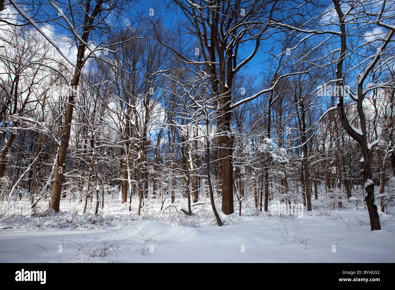 Verschneite Wälder, hohlen Jockey National Historical Park in Morristown, New Jersey Stockfoto