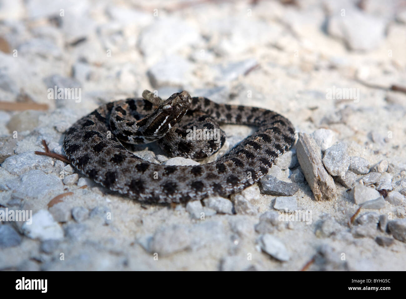 Pygmy Rattlesnake legt gewickelten auf eine Schotterstraße, die drohend beobachten. Stockfoto