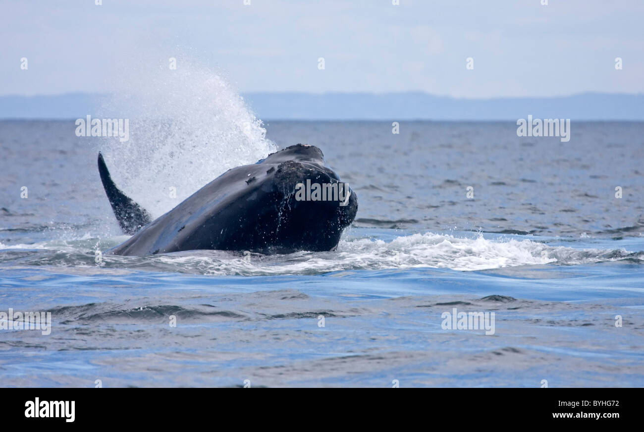 Nordatlantik Glattwal (Eubalaena Cyclopoida) Stockfoto