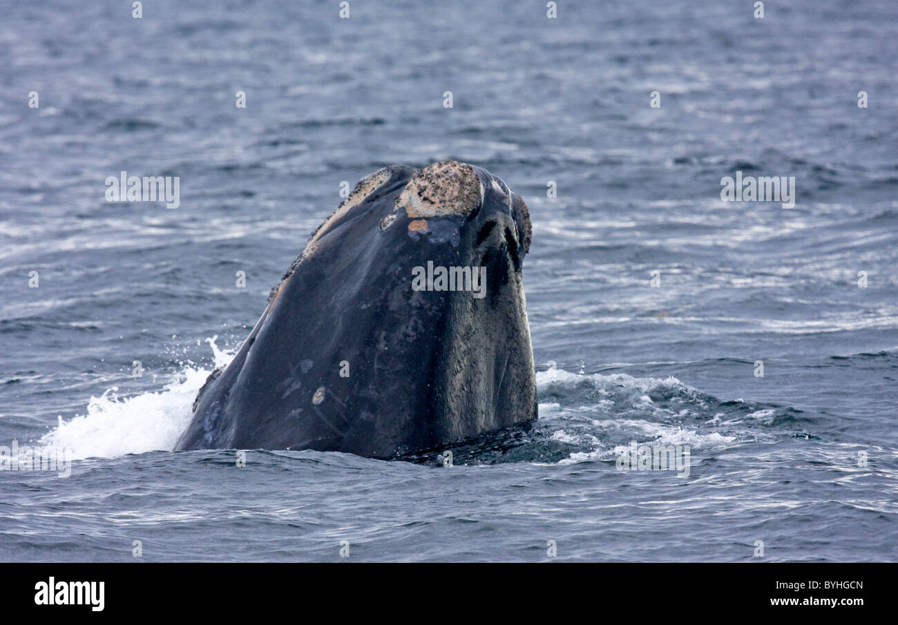 Nordatlantik Glattwal (Eubalaena Cyclopoida) Stockfoto