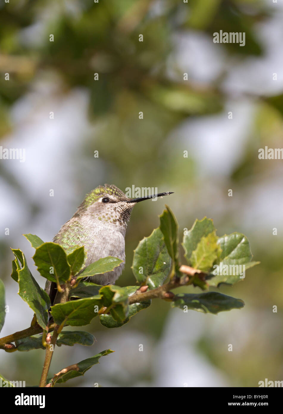 Kolibri Stockfoto