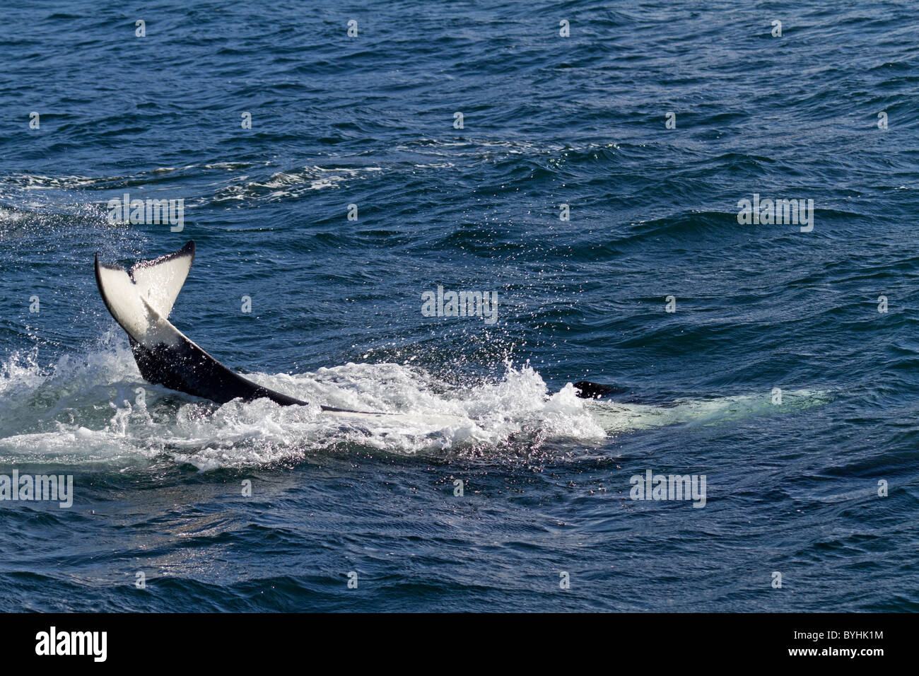 Orca (Orcinus Orca Stockfotografie Alamy