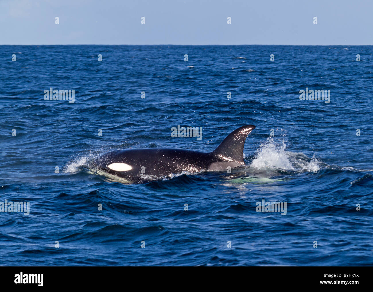 Orca (Orcinus Orca Stockfotografie Alamy