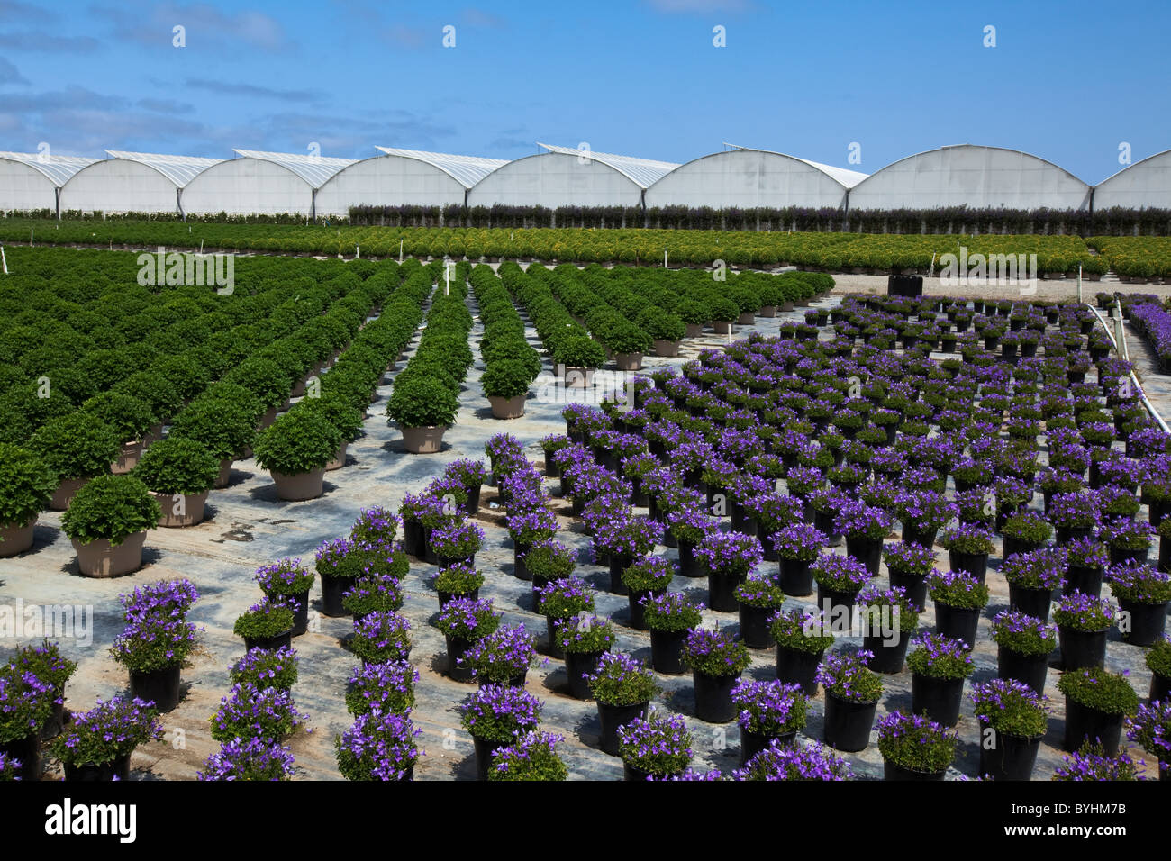 Topfpflanzen, Zierpflanzen, Beetpflanzen und Sträucher an einem Gartenbau Baumschule und Gewächshaus / Salinas, Kalifornien, USA. Stockfoto