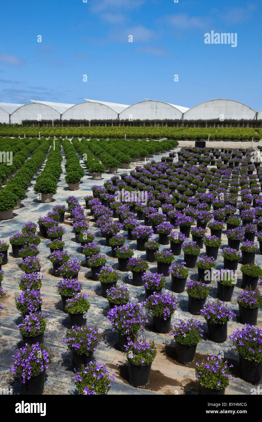 Topfpflanzen, Zierpflanzen, Beetpflanzen und Sträucher an einem Gartenbau Baumschule und Gewächshaus / Salinas, Kalifornien, USA. Stockfoto