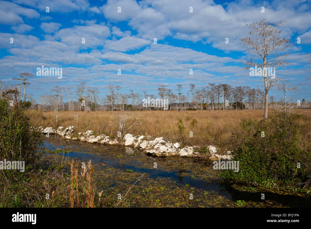 US USA Amerika Everglades Natur Reserve Wildlife Stockfoto