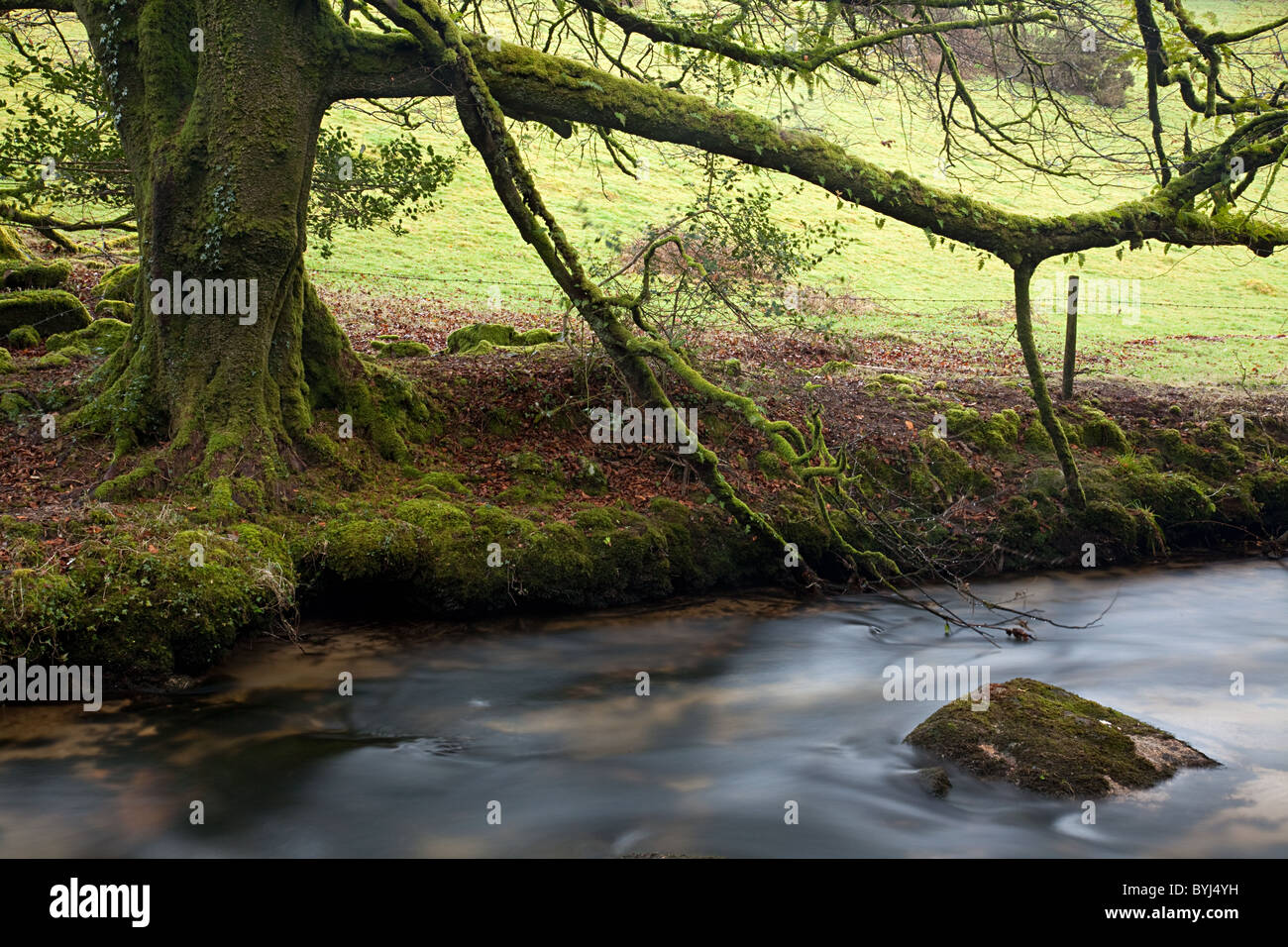 Ein Moos bedeckten Baum am Ufer des Fluss Fowey Stockfoto