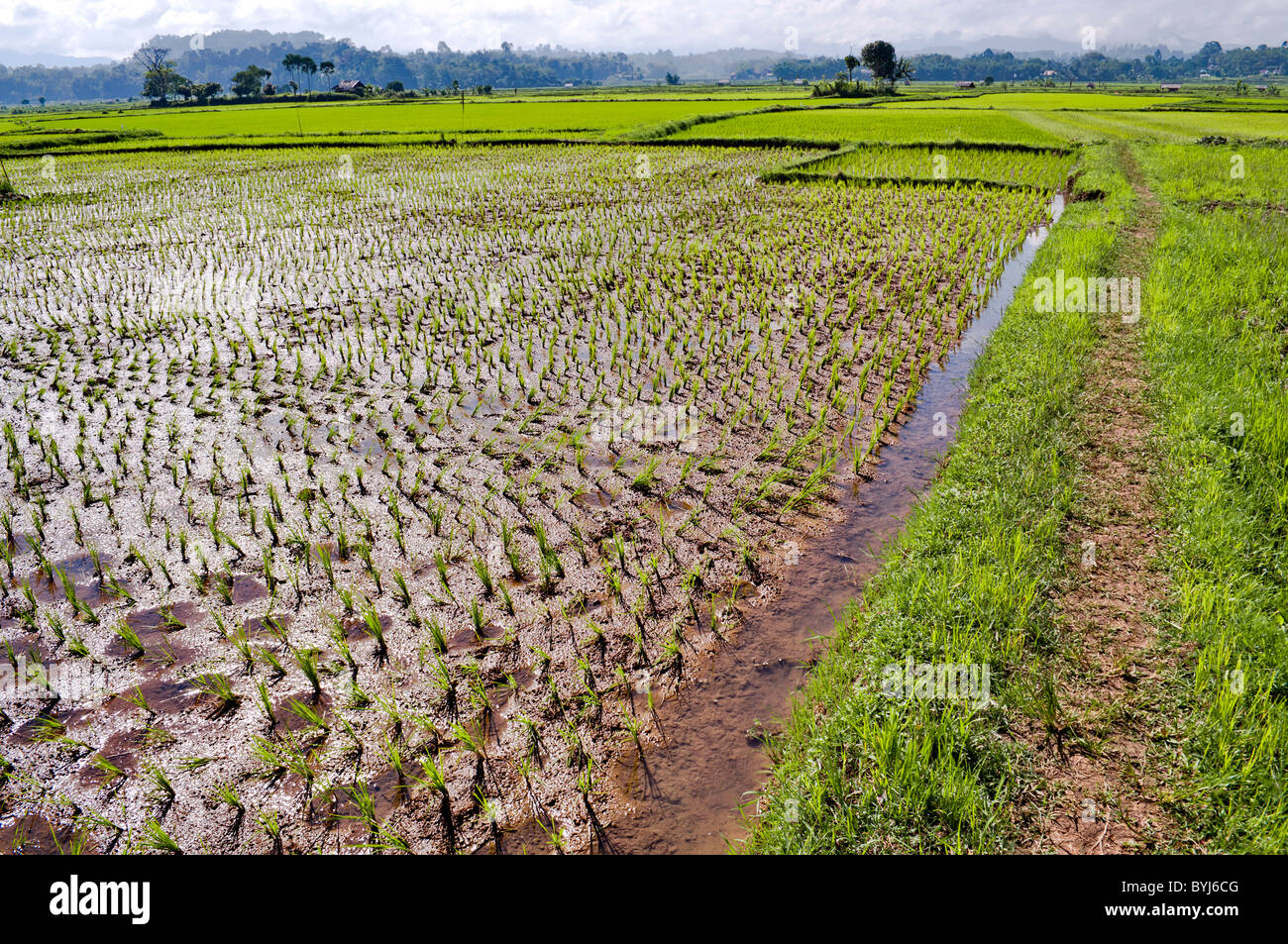 Getrockneter Reis Plantage Hintergrund in Indonesien Land Stockfoto