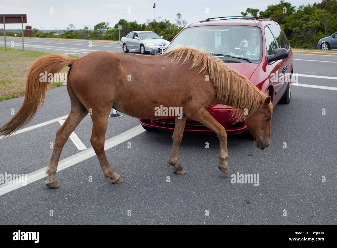 USA, Maryland, Assateague Island National Seashore, wilde Pferde zu Fuß vor der Touristen-Autos auf Assateague Insel Stockfoto