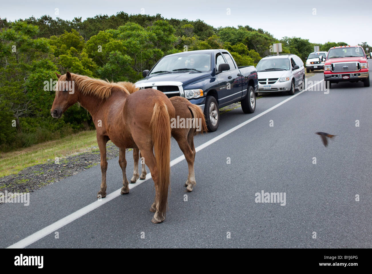 USA, Maryland, Assateague Island National Seashore, Wildpferde nähert sich Touristen Autos auf Assateague Insel Stockfoto