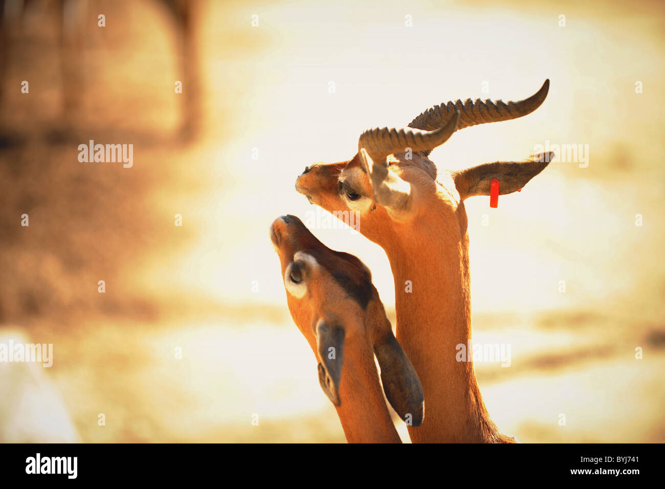 Liebe. Gerenuk (Litocranius Walleri), Stockfoto