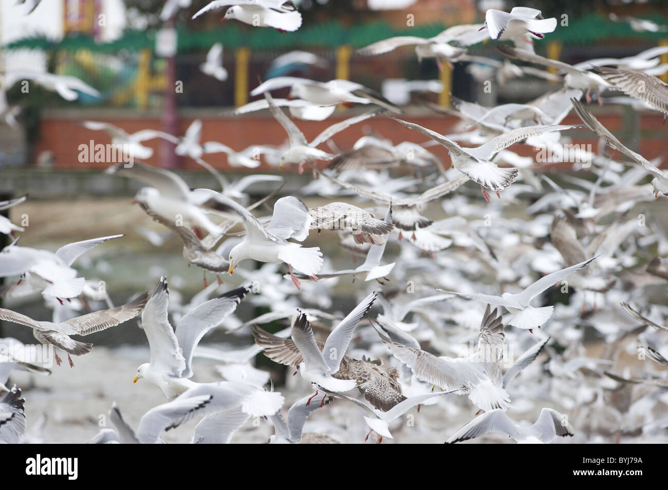 Herde von Möwen ernähren sich von kleinen Fischen direkt vor dem Strand bei Southend on Sea, Essex. Stockfoto