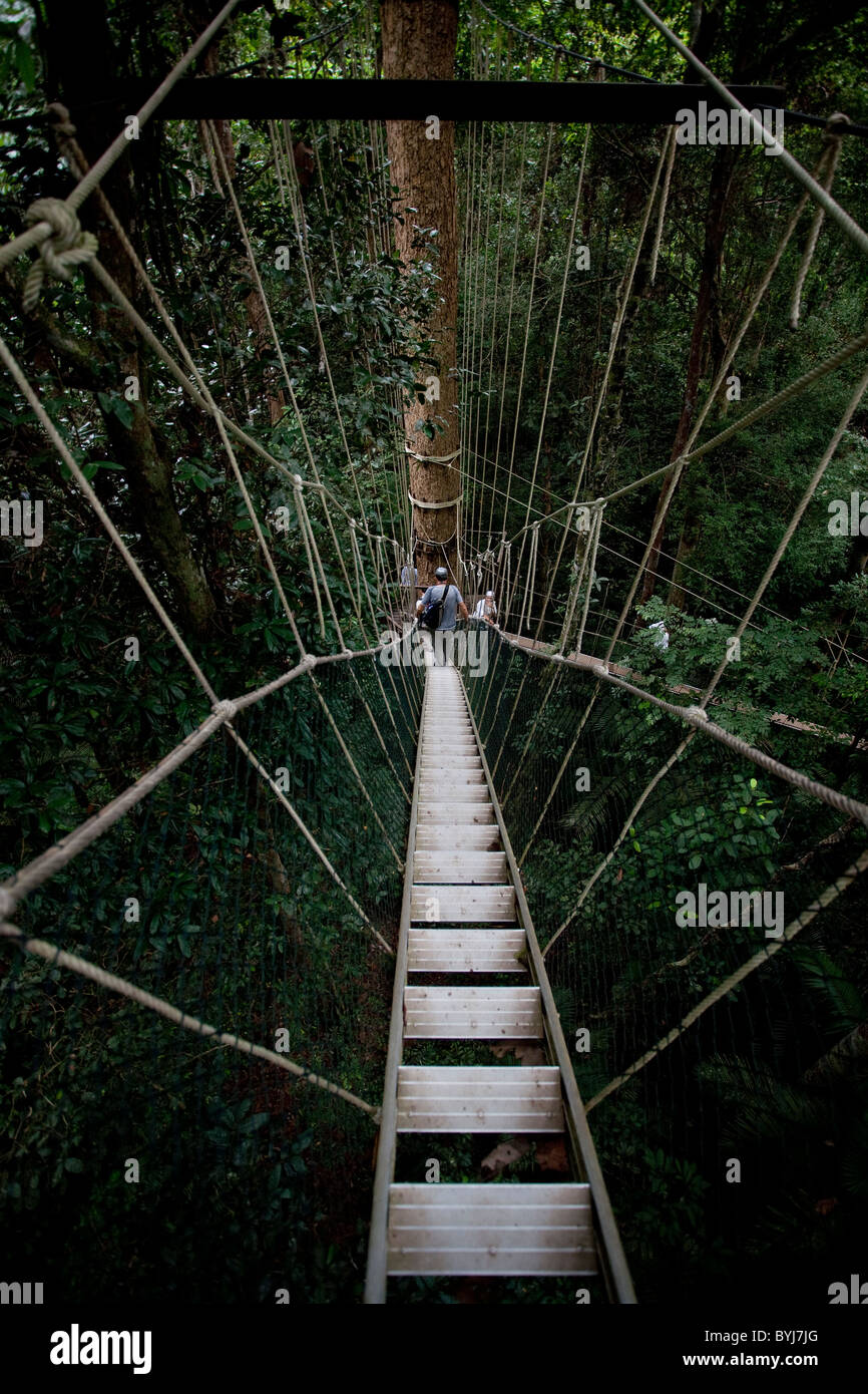 Fotografieren von Menschen auf den Gehwegen Baldachin im Taman Negara Welten ältesten Regenwald wandern Stockfoto