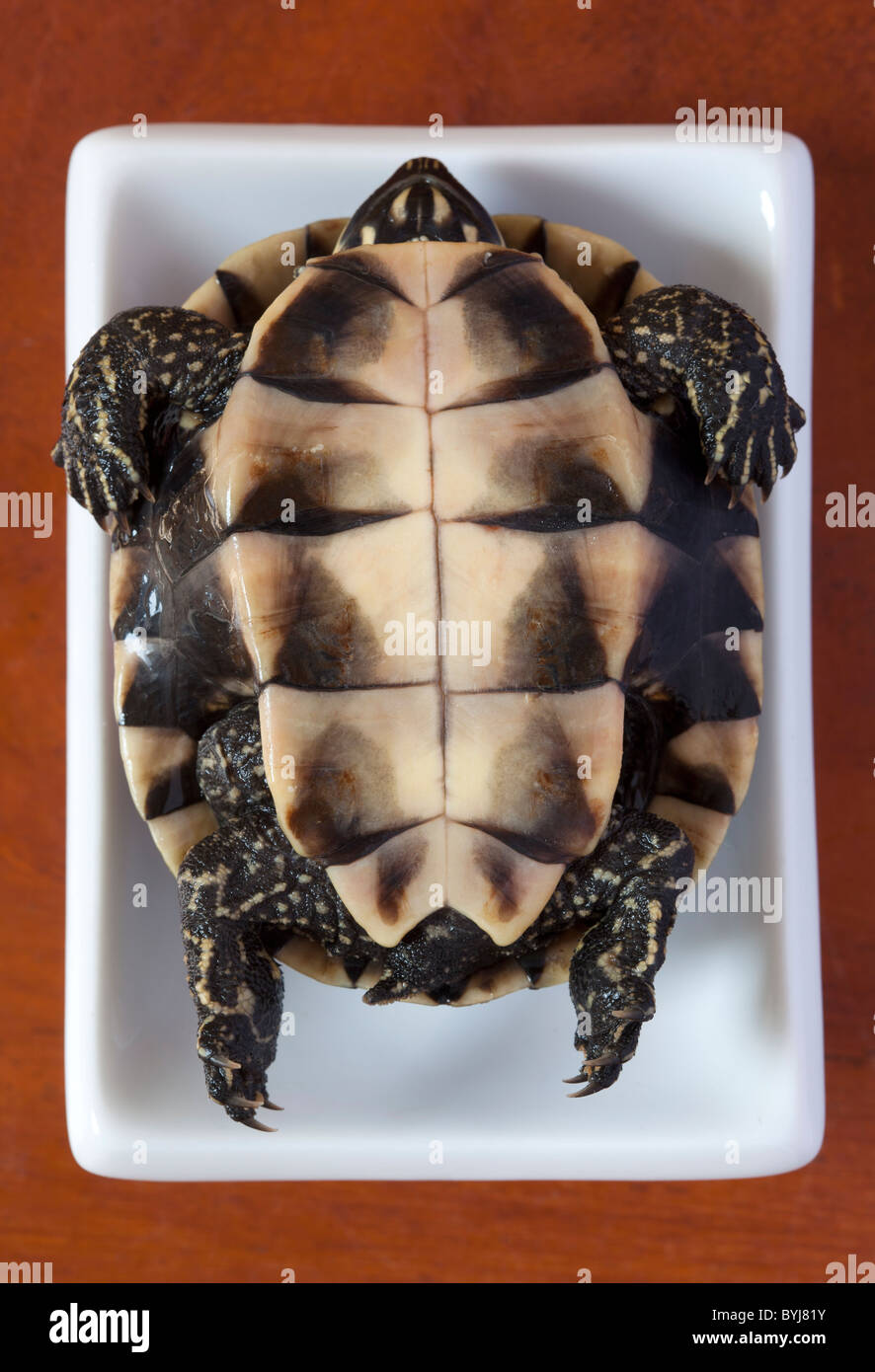 Turtle on Sale in Phnom Penh Market Ready for Cooking - ein Beispiel für die seltsamen oder seltsamen Speisen, die von Menschen auf der ganzen Welt gegessen werden Stockfoto
