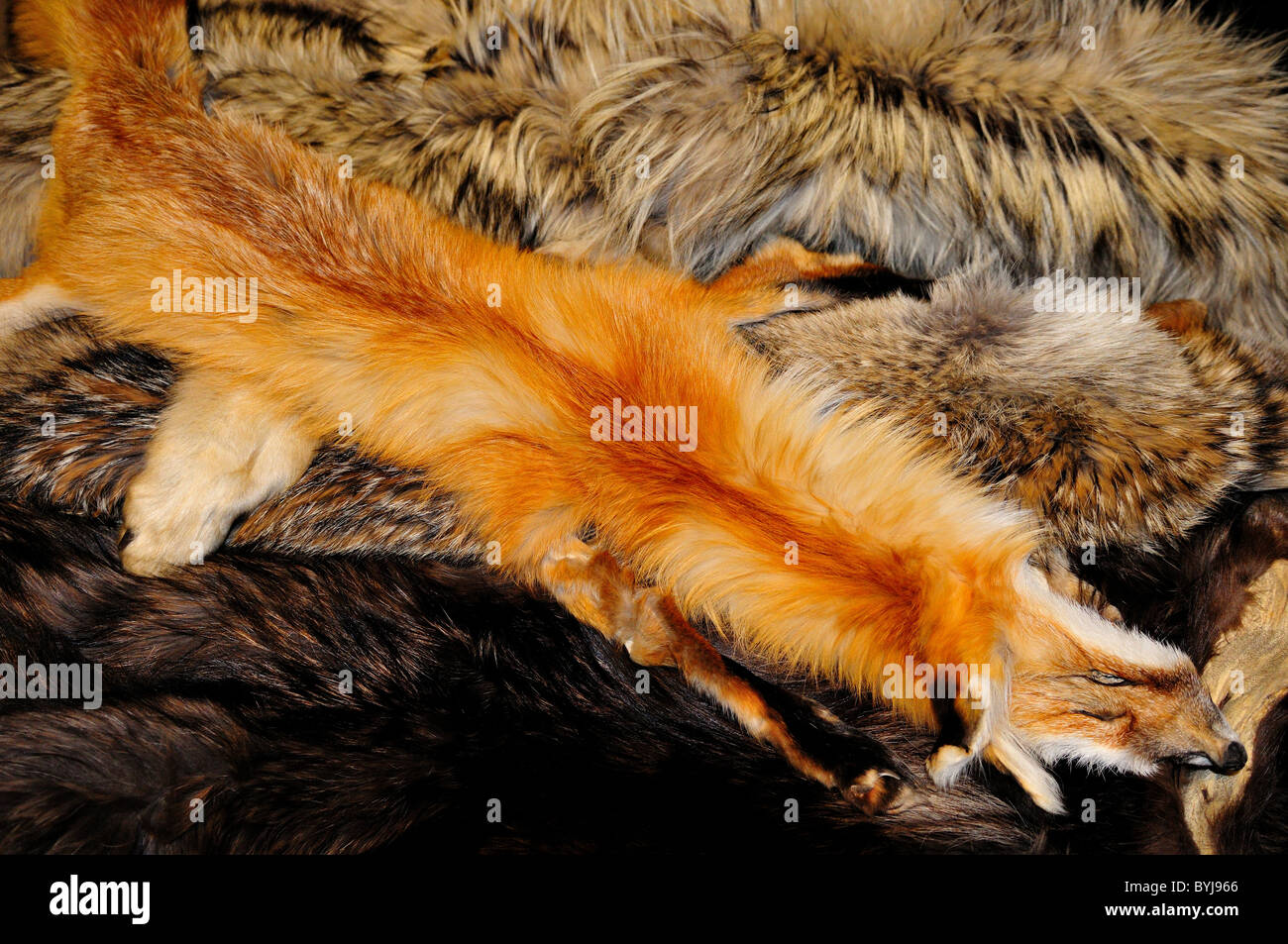 Eine Rotfuchs Pelz in einem Haufen von Fell. USA. Stockfoto