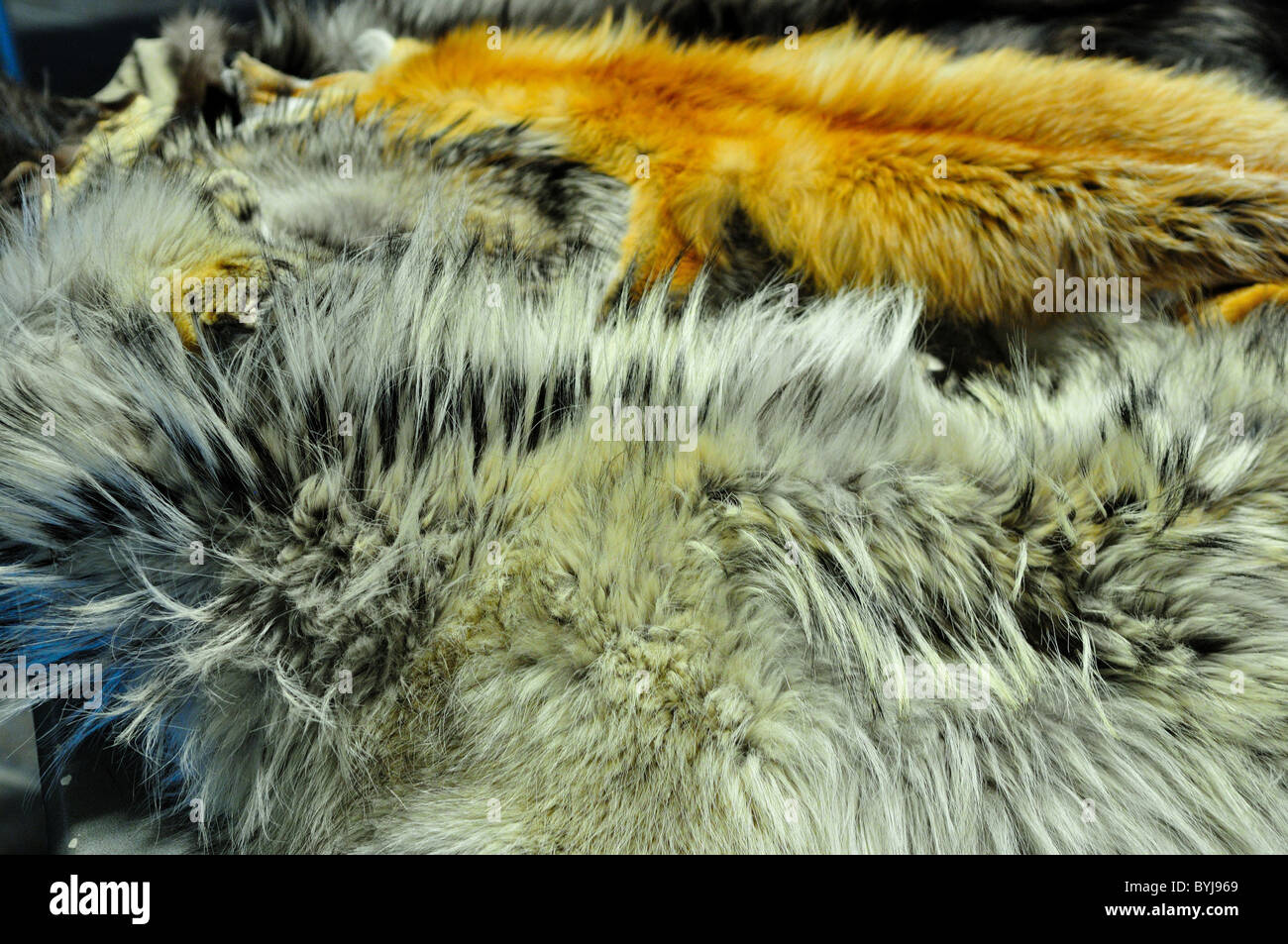 Ein grauer Wolf Fell in einem Haufen von Tierfell. Stockfoto