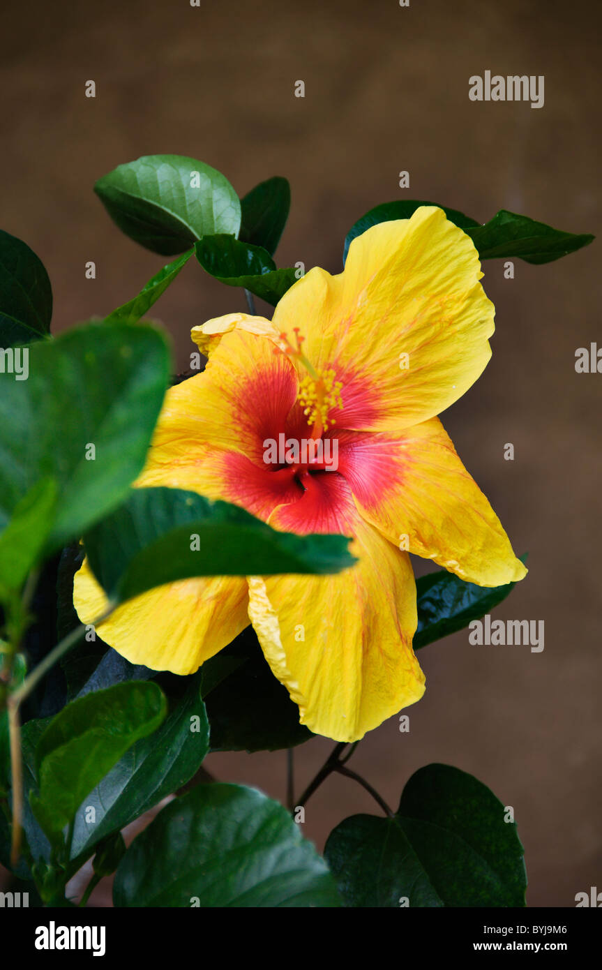 Eine Schone Lebendige Hibiskus Blume Bluht In Panama Stockfoto