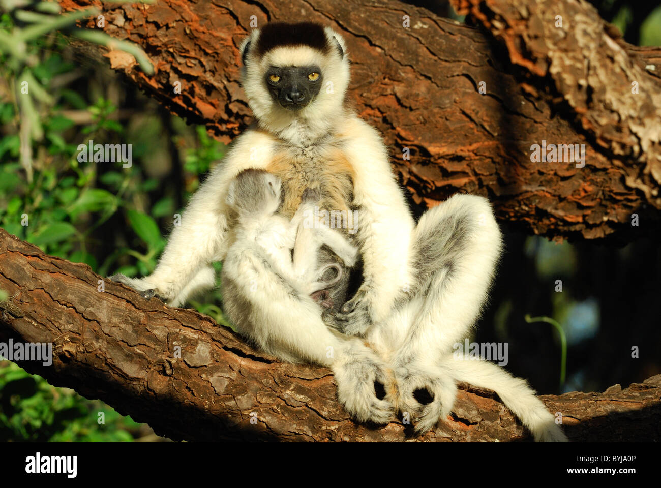 Mutter und baby Verreaux Sifaka (Propithecus Verreauxi), Madagaskar Stockfoto
