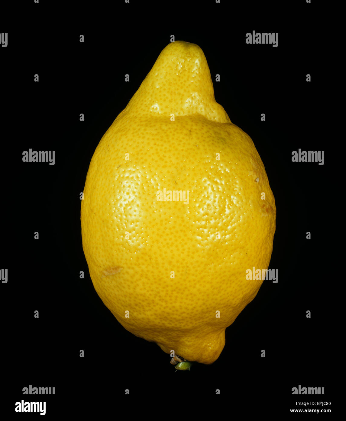 Ganze Zitrone Zitrusfrüchte Sorte Verna Stockfoto