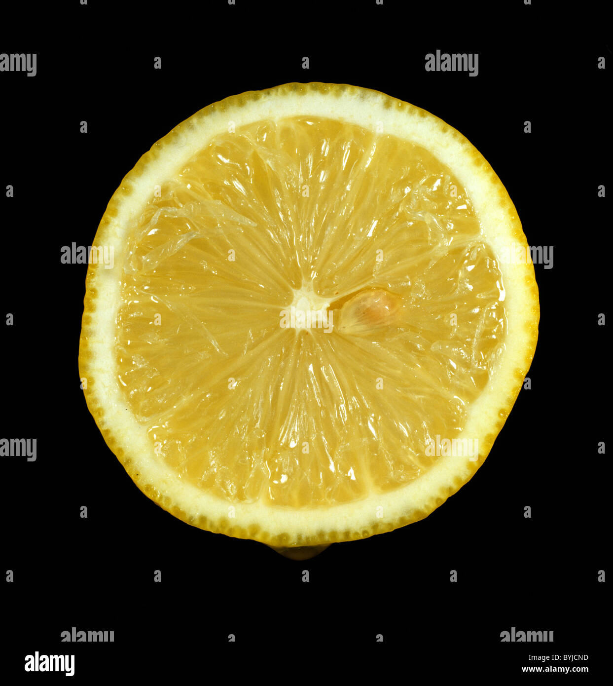 Schnittbereich von verschiedensten Zitrusfrüchte Zitronen Eureka Stockfoto