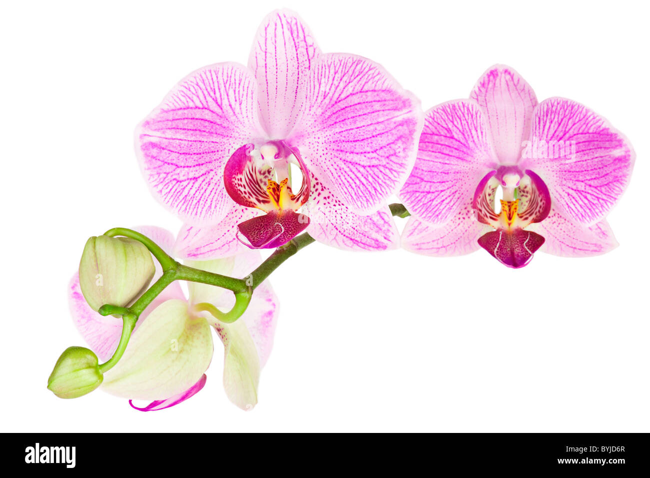 Blüte rosa Orchidee Pflanze isoliert auf weißem Hintergrund Stockfoto