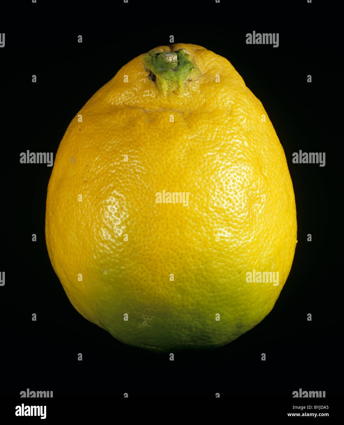 Ganze Zitrone Zitrusfrüchte Vielzahl Ponderosa Stockfoto