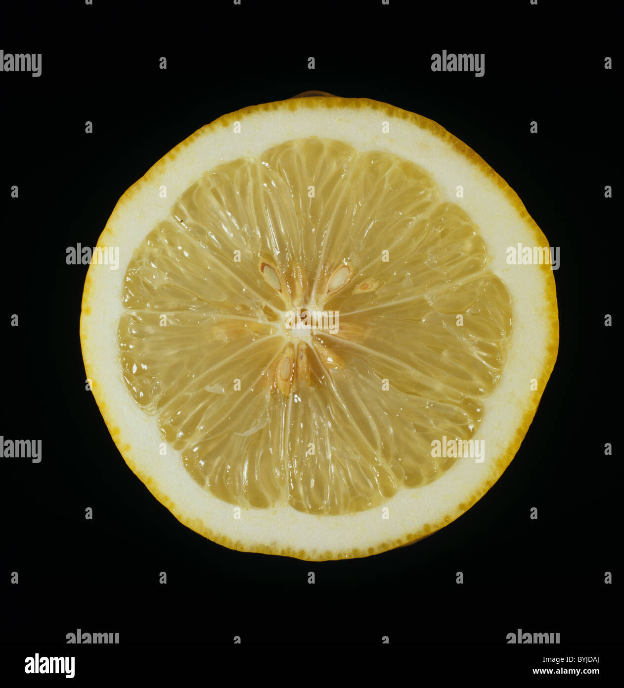 Schnittbereich von verschiedensten Zitrusfrüchte Zitronen Ponderosa Stockfoto
