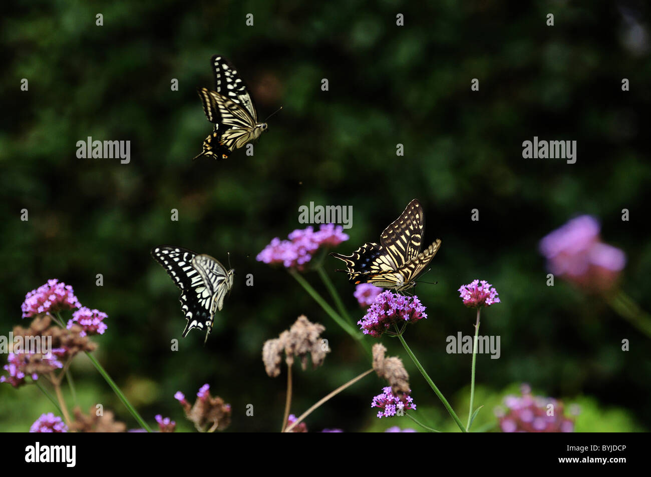 Schwalbenschwanz Schmetterlinge Stockfoto