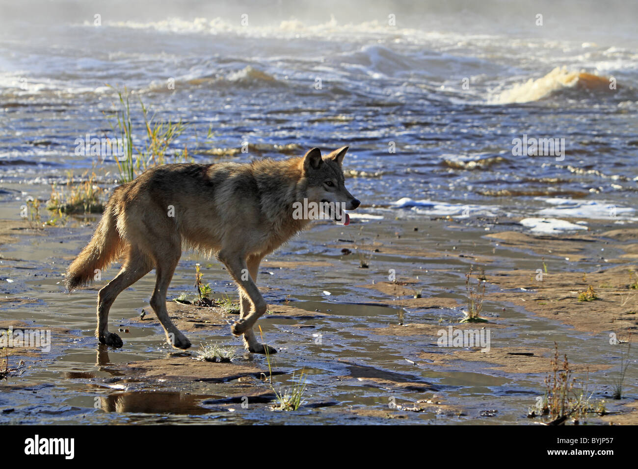 Graue Wölfe, graue Wolf (Canis Lupus LYKAON) zu Fuß auf einem schlammigen Ufer. Stockfoto