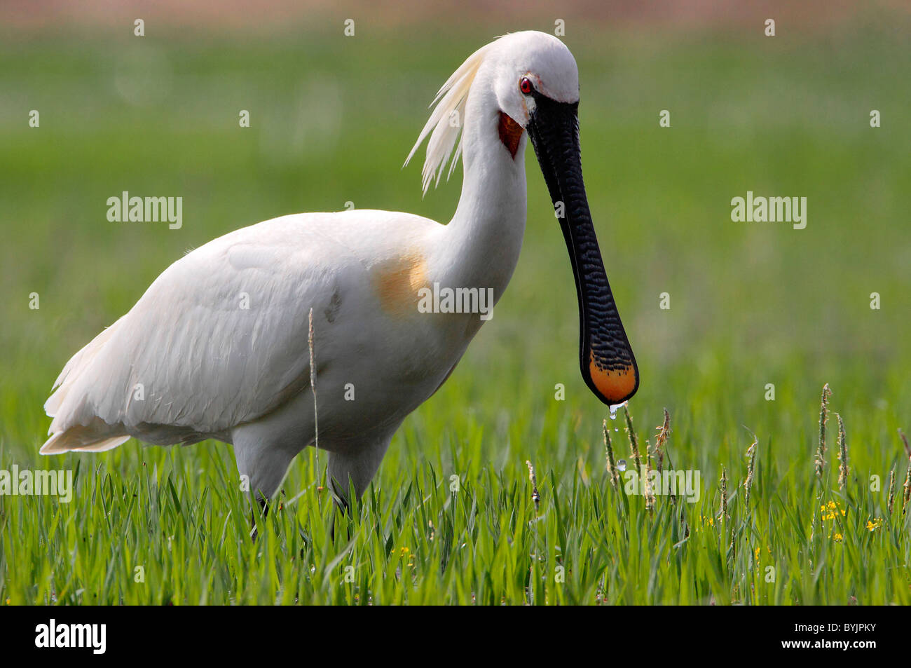 Löffler (Platalea Leucorodia). Erwachsenen in der Zucht Gefieder auf Nahrungssuche auf einer Wiese. Lake Kerkini, Griechenland. Stockfoto