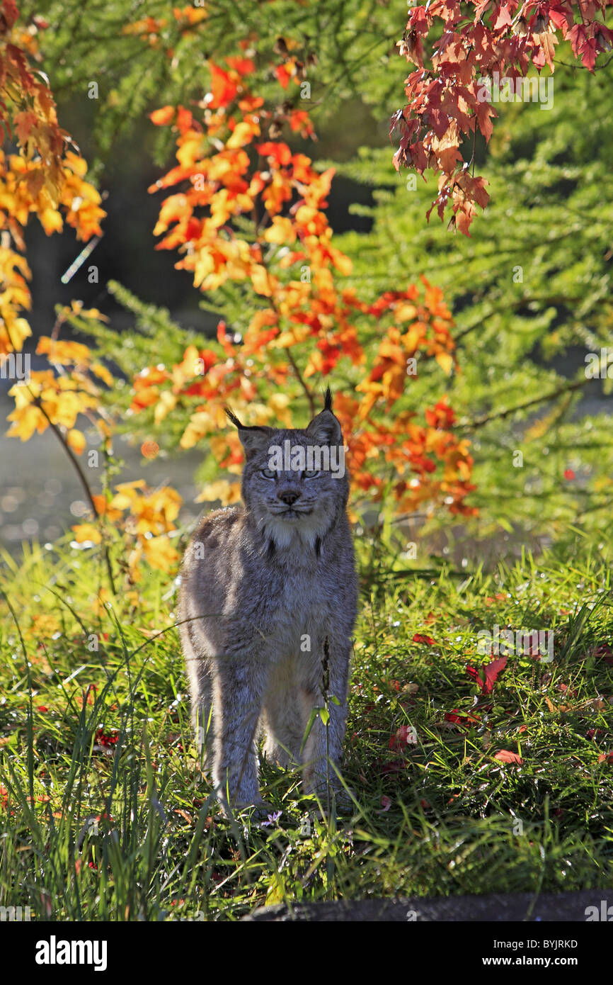 Kanada-Luchs (Lynx Canadensis) stehen in einem Wald in herbstlichen Farben. Stockfoto