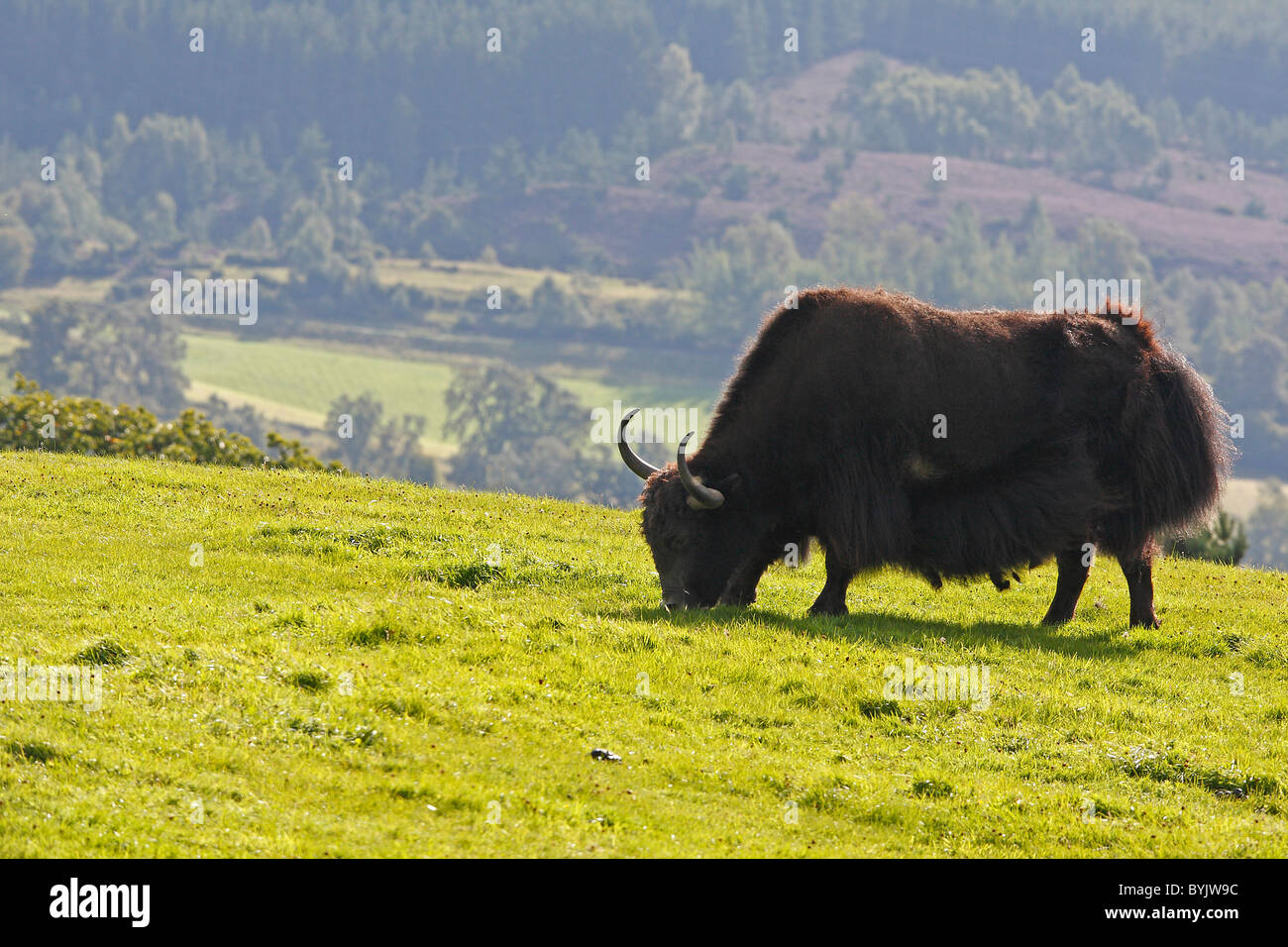 Yak (Bos Mutus) Weiden im Highland Wildlife Park, Schottland. Stockfoto