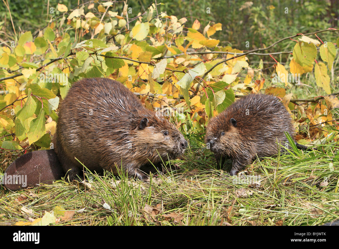 Amerikanischer Biber, kanadische Biber (Castor Canadensis), Erwachsenen- und einjährige Youngster auf einer Bank neben Niederlassungen. Stockfoto