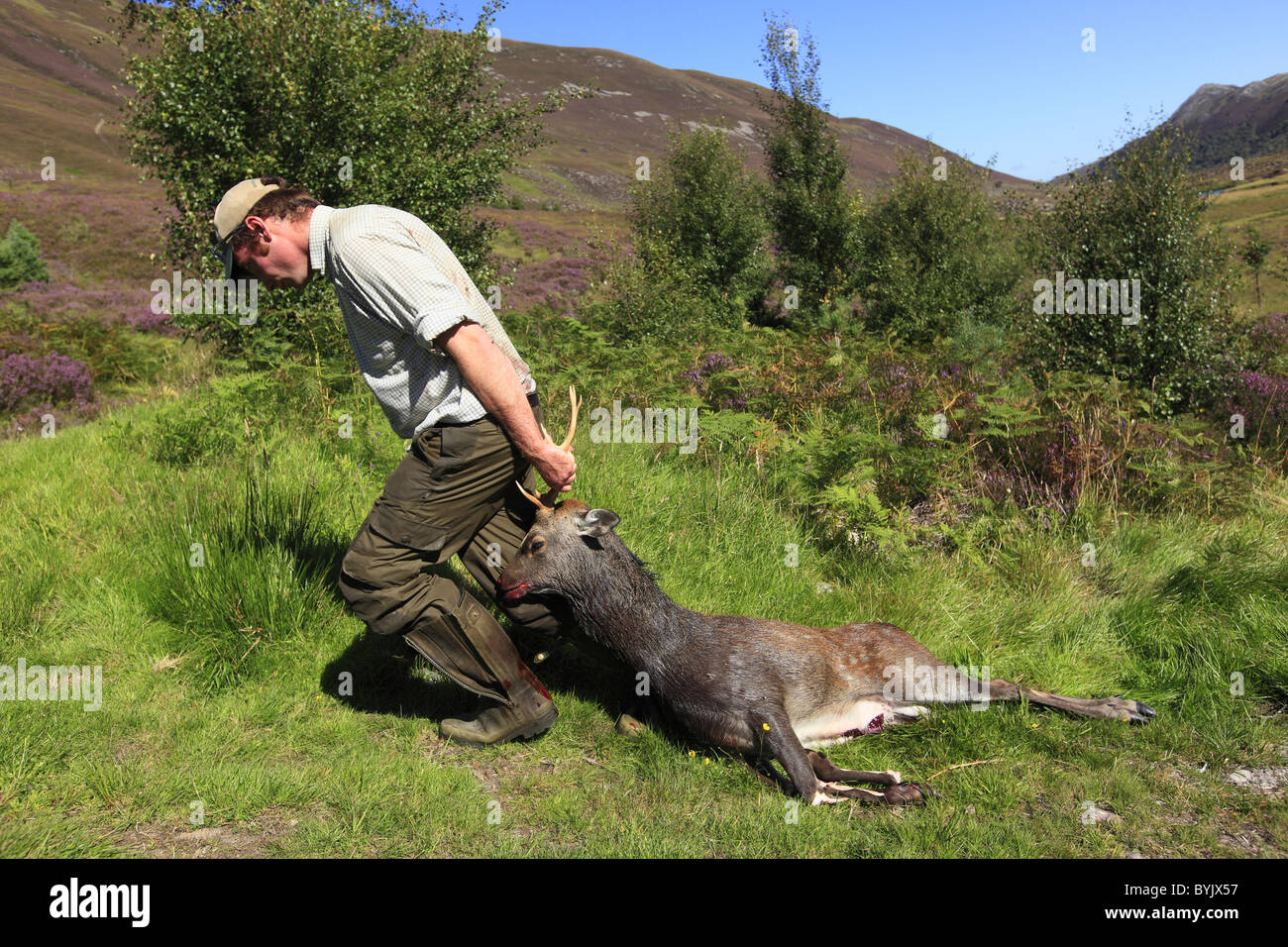 Sika Rotwild (Cervus Nippon). Jäger mit Toten Hirsch in einem privaten Grundstück in den schottischen Highlands, Schottland. Stockfoto