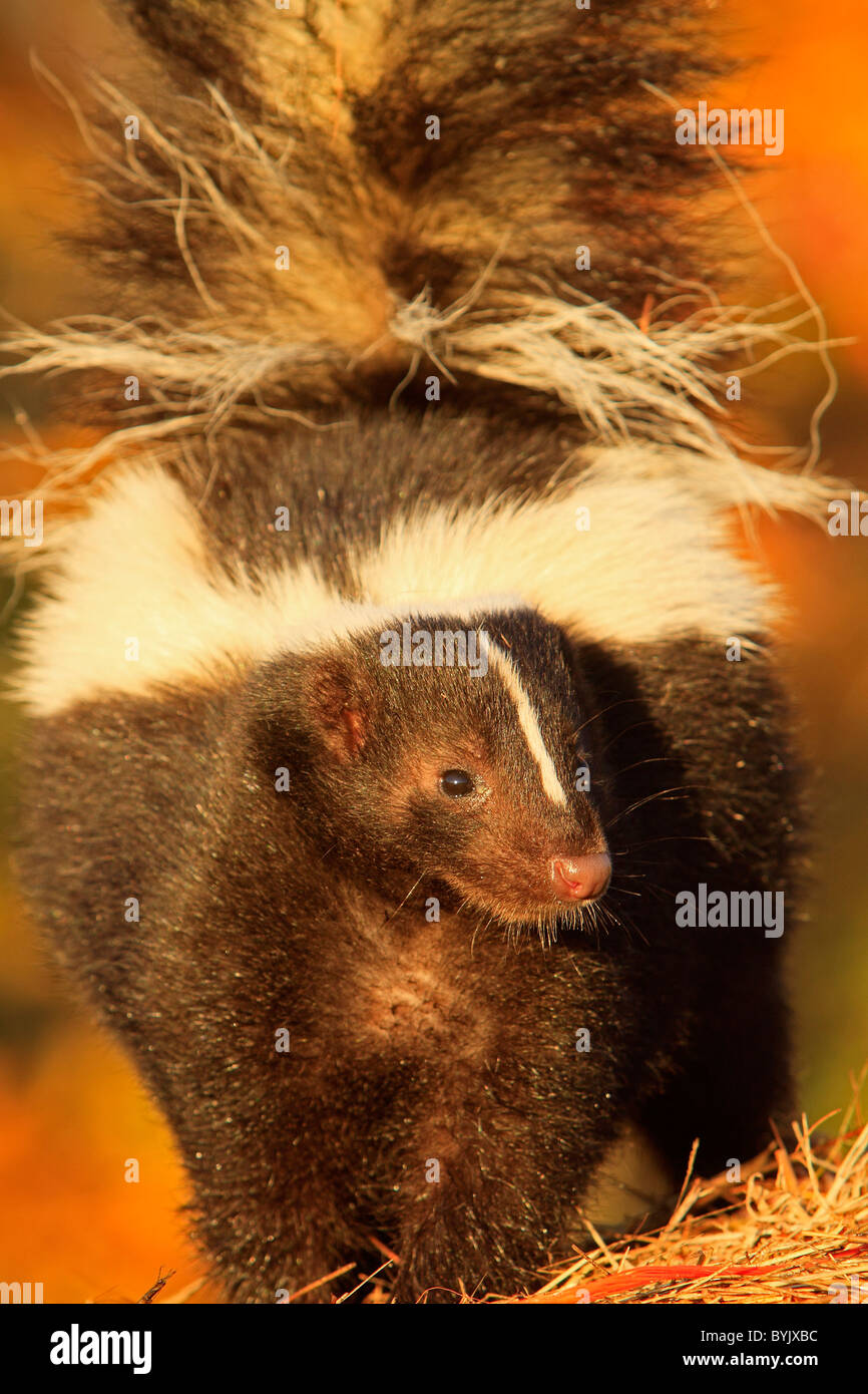 Striped Skunk (Mephitis Mephitis), Erwachsene stehen. Stockfoto