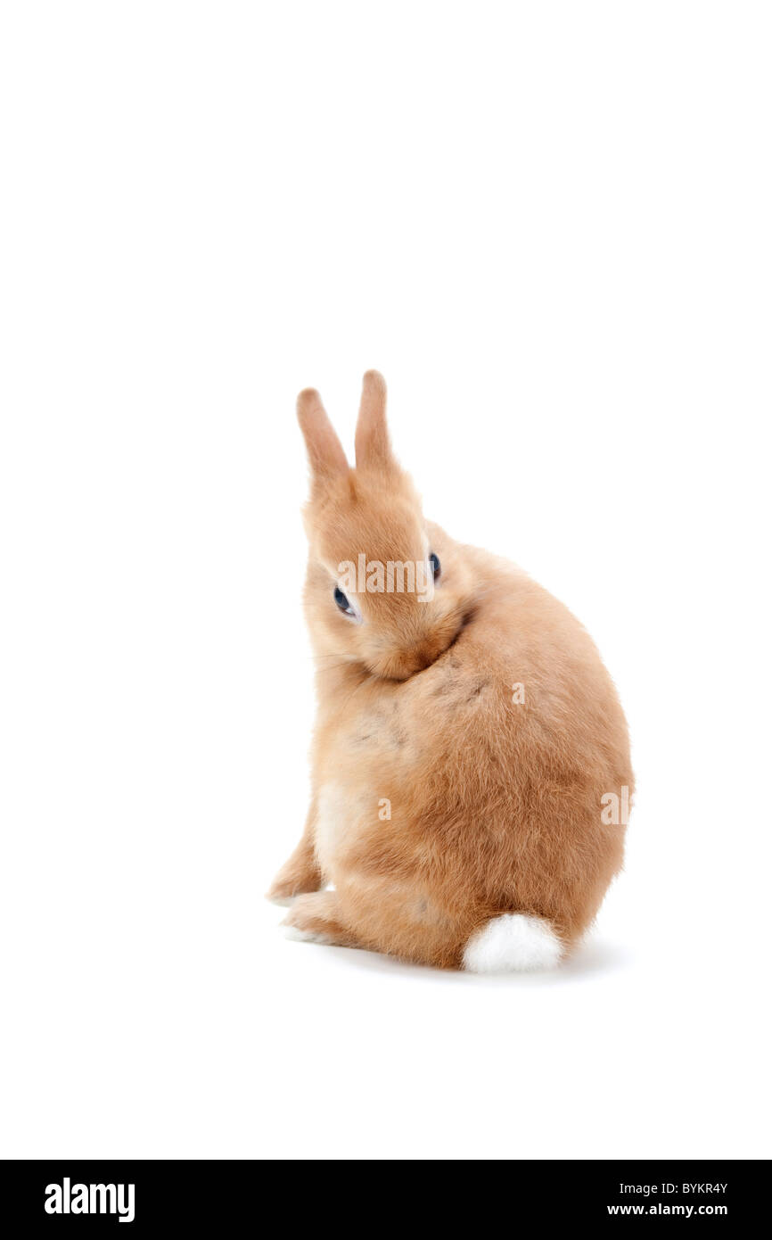 Kaninchen Pflege Stockfoto