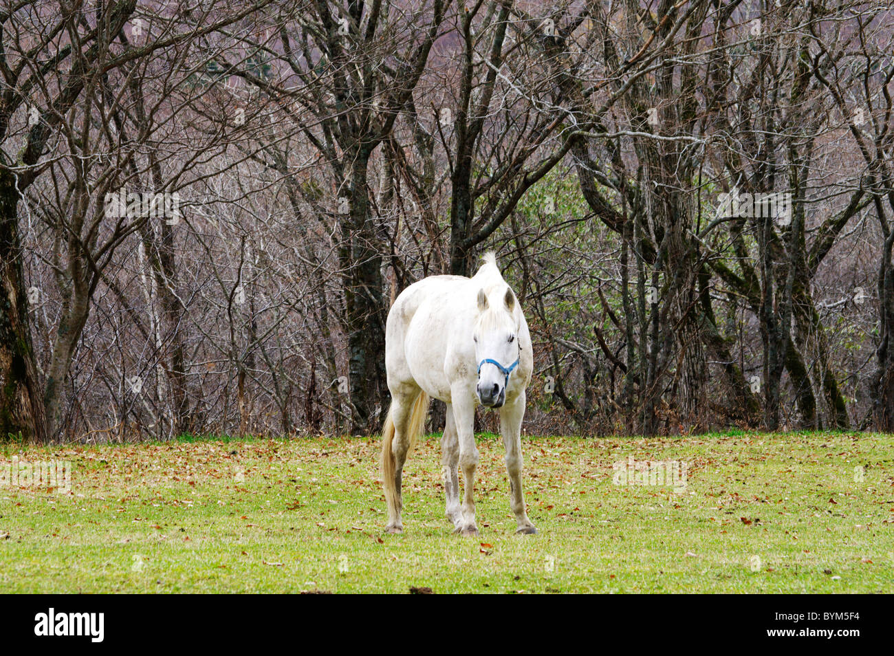 Pferd ein Tier Tiere Gras Weiß Stockfoto