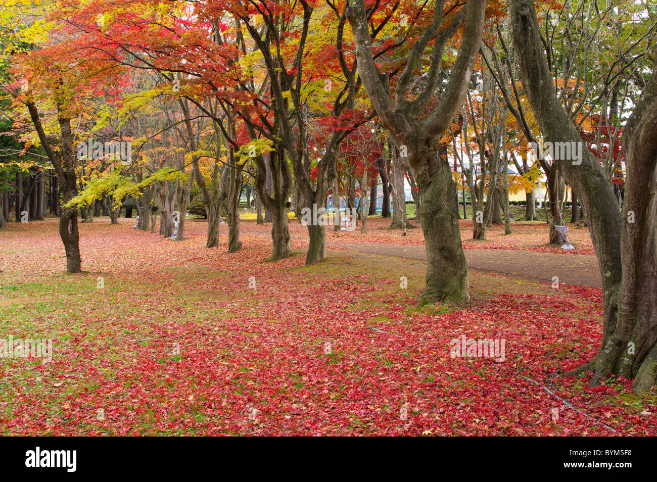 Miharashi Park Baum Fußweg Japanischer Herbst Laub Stockfoto