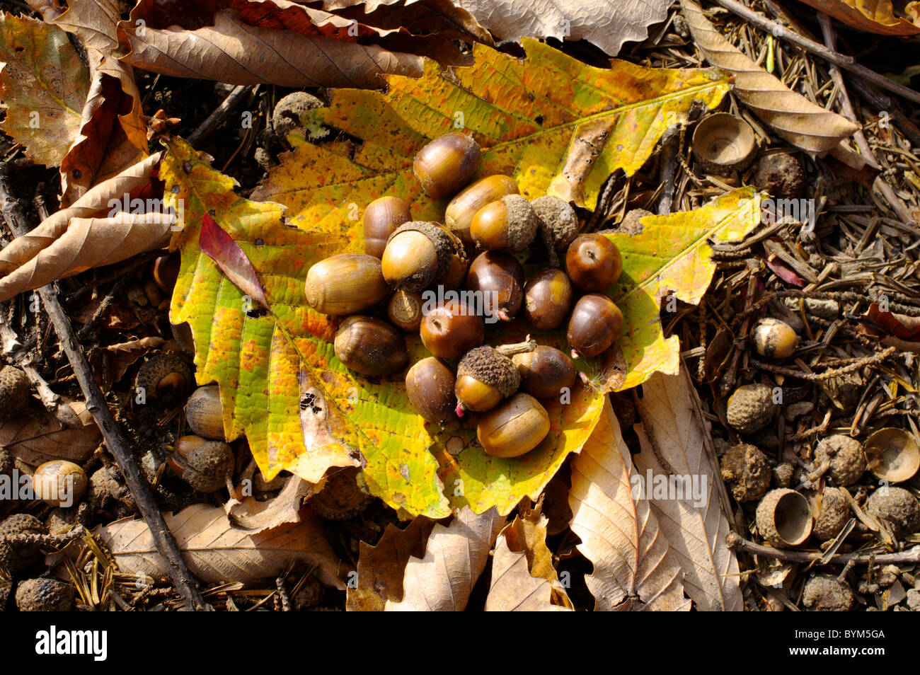 Acorn große Gruppe von Objekten, die Blätter im Herbst fallen Stockfoto