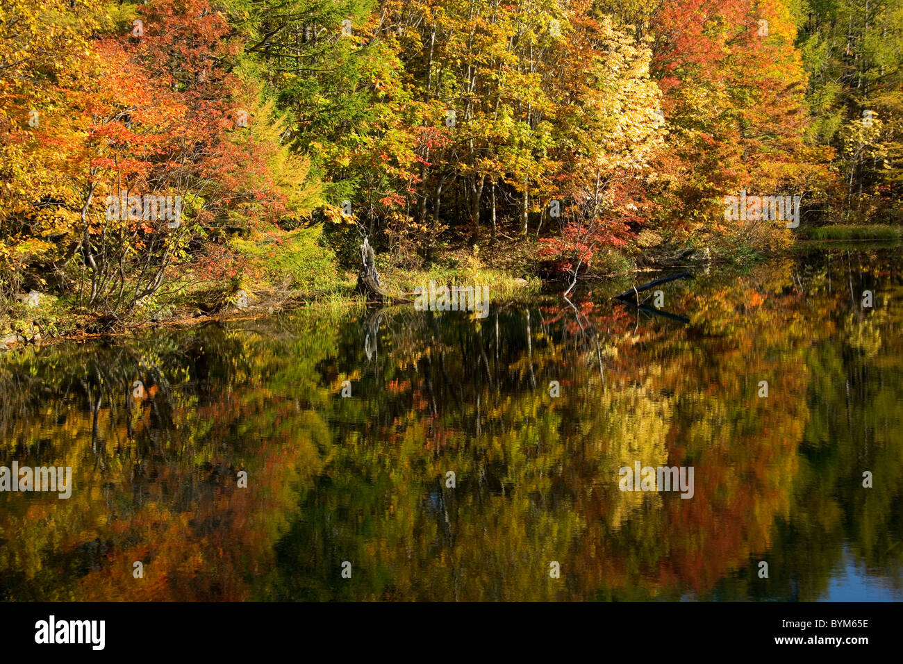 Herbstliche Blätter spiegeln sich in den See Stockfoto