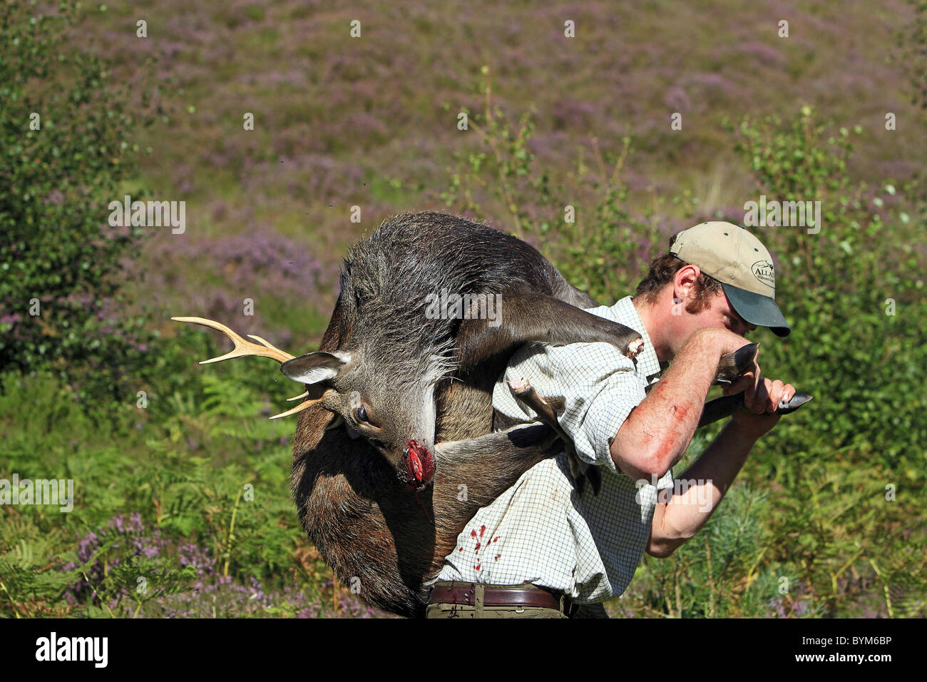 Sika Rotwild (Cervus Nippon). Jäger mit Toten Hirsch in einem privaten Grundstück in den schottischen Highlands, Schottland. Stockfoto